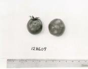 Click for 1 image(s) for this accession. FRUIT